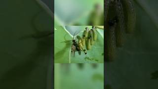 Parasitic Wasp 🐝🐛😯 parasitic wasp caterpillar nature [upl. by Oberstone]