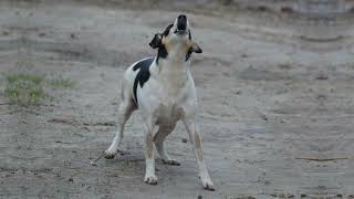 Barking Dog Ringtone Download [upl. by Dempster]