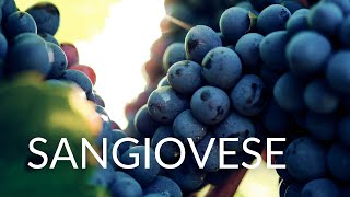 All About SANGIOVESE [upl. by Negiam]