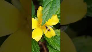 A day of hoverfly Hoverfly is feeding on Damiana flower 🌺 Damiana hoverfly [upl. by Aelanej]