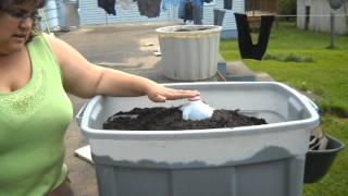 container gardening watermelon [upl. by Atteynod364]