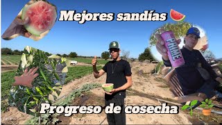 Progreso de cosecha 🌱🪴 Los MC [upl. by Boycie]