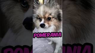 Perros Pomerania ¡Mitos y Verdades Sobre Esta Adorable Raza 🐶💜 Shorts Pomeranian [upl. by Anirtruc]