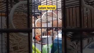 Red Siskin Klasik Ternak birds ternakburung shortvideo [upl. by Grantham]