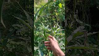 Harvesting Vegetables shotrs harvest trending nature fruitfarming gardeningfruit [upl. by Ricky]