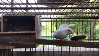 Bengali finch baby finch finchbirds pakhi birds baby finchlover birdslover [upl. by Mandler]