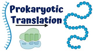 Prokaryotic Translation Initiation [upl. by Treva]