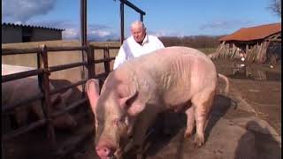 Des cochons gros comme des vaches [upl. by Aidualk]