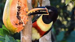 ARAÇARICASTANHO PTEROGLOSSUS CASTANOTIS CHESTNUTEARED ARACARI TUKANI Ave exótica [upl. by Corrina]