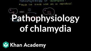 Pathophysiology of chlamydia  Infectious diseases  NCLEXRN  Khan Academy [upl. by Eninnaej]