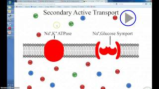 Secondary Active Transport [upl. by Xavler]