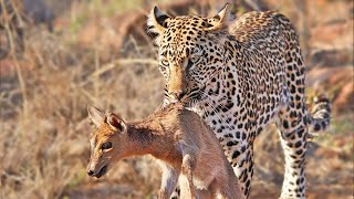 Duiker Shouts For Help As Leopard Plays With It [upl. by Hsak]