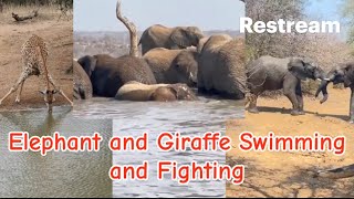 Elephant and Giraffe Swimming and Fighting 🥰 [upl. by Salokin793]