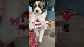 Lhasa apso puppy dog sale in tamilnadu Tamil petshop coimbatore chennai bangalore thrissur kerala [upl. by Flin]