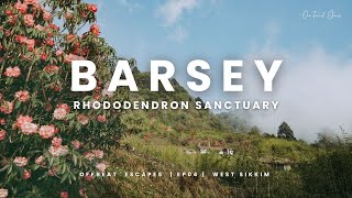 BARSEY RHODODENDRON SANCTUARY WEST SIKKIM  The Land of Rhododendrons  Offbeat Escapes  EP 04 [upl. by Platon634]