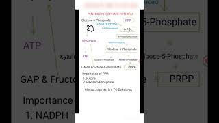 The Pentose Phosphate Pathway [upl. by Siuluj]