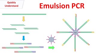 Emulsion PCR [upl. by Noyek40]