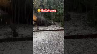 Hailstones😲😲😲youtubeshorts hailstones shorts [upl. by Duwe277]