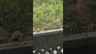 Yellow And Red Crossbill Birds Eating Bird Seed Birds nature birdwatching redcrossbill wildlife [upl. by Karp501]