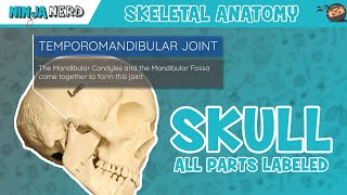 Skull Anatomy  With Labels Updated Version [upl. by Aihselef]