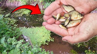 Dried up Ditch FULL of Baby CARP I Rescued Them [upl. by Chema]