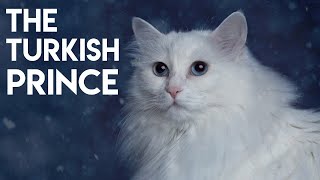 Turkish Angora Cat 101  Learn ALL About Them [upl. by Herstein]