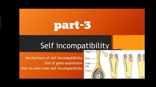 mechanisms of self incompatibility [upl. by Berner]