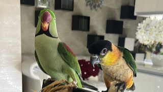 PIPOampPICO🦜💚 este live🦜💚🦜 [upl. by Winnie]