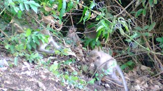 Playful Monkeys Exploring the Jungle Family of Monkeys in Nature [upl. by Fernand]