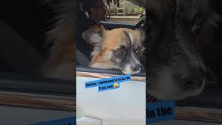 Bachoo My car my rules😂 dogs dogshorts cutedogs justforfun funnymoments doglover [upl. by Ailes]