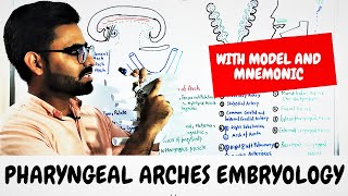 Pharyngeal Arches Embryology PHARYNGEAL APPARATUS [upl. by Cormier287]