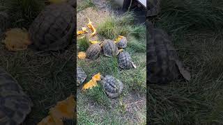 Hermanns tortoise eating some pumpkin 🎃 hermannstortoise hermanns tortoise swetlandtortoises [upl. by Sutphin]