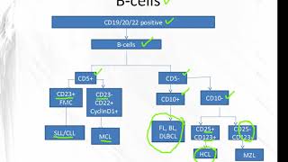 Applications of Flow Cytometry [upl. by Ataynik]