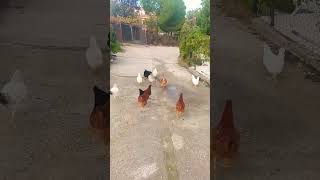 Pastoreando Mis Gallinas gallinas video campo shorts [upl. by Bryn]