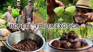 Corte de “BONETES”Haciéndolos ENMIELADOSFruta exótica de talla mundial 😱 [upl. by Theall]