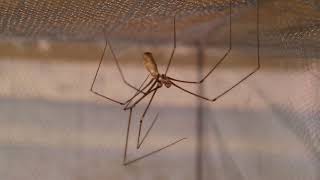 Pholcus phalangioides [upl. by Hamas]