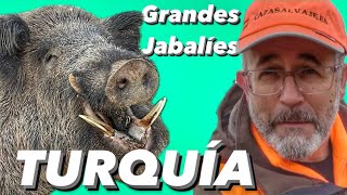 Grandes jabalíes en Turquía [upl. by Gorrono]