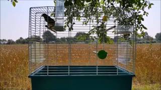 Best Canary Training Video  Timbrado Canary Singing [upl. by Klimesh]