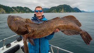 GIANT Alaskan SEA DRAGON Catch Clean Cook Ling Cod [upl. by Philbrook]