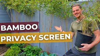 How to Plant a Modern Evergreen Privacy Screen Using Bamboo [upl. by Eelrefinnej485]