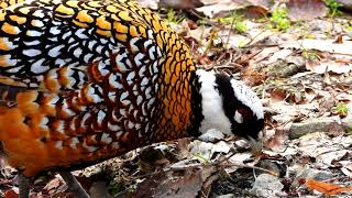 Bažant královský Syrmaticus reevesii KönigsfasanReevess pheasant [upl. by Einahpets464]