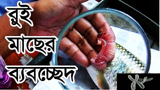 রুই মাছের ব্যবচ্ছেদ HSC  Dissection of Labeo rohita [upl. by Enimrej]