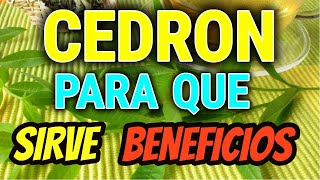 🟢 CEDRON Para Que Sirve Beneficios Propiedades y Como Consumir [upl. by Luwana]