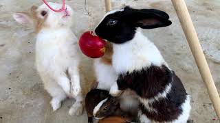 rabbits interacting with a red apple [upl. by Channing]