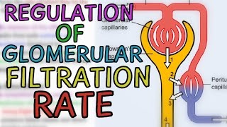 Regulation of Glomerular Filtration Rate GFR  Extrinsic and Intrinsic Mechanisms [upl. by Breskin]