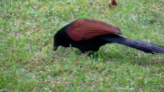 The Greater Coucal [upl. by Nosdivad]