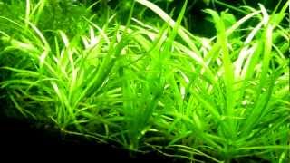 Dwarf Sagittaria Sagittaria subulata Carpet [upl. by Adian]