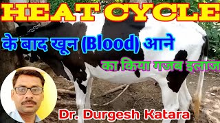 🌹🐂🌹Metestrus bleeding in cow 🌹🐂🌹 Grow Wet Man by Dr Durgesh Katara [upl. by Assilen]