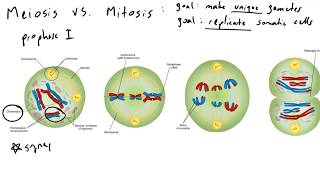 Meiosis vs Mitosis [upl. by Eiramlatsyrc]