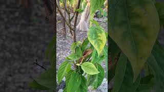 Seeing the condition of the kenanga flower tree that was just planted a few days ago [upl. by Etsyrk]